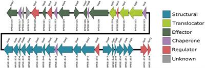 Type III Secretion in the Melioidosis Pathogen Burkholderia pseudomallei